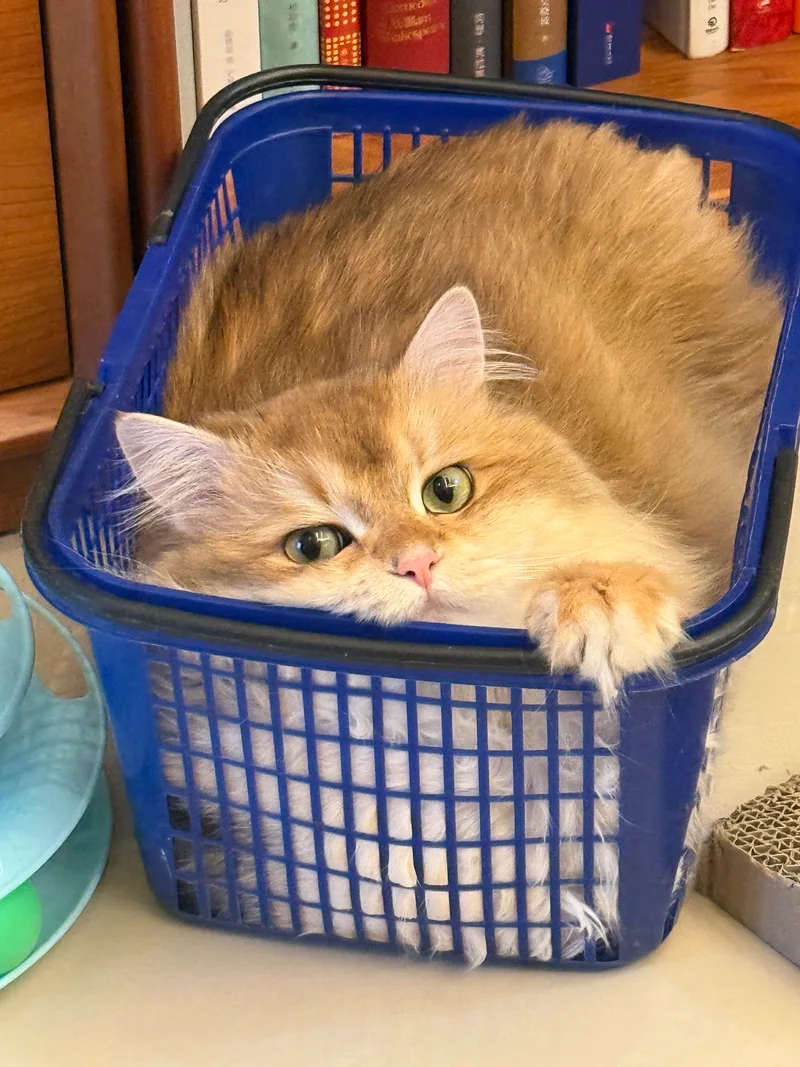 篮子里的小家伙